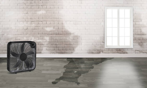 Best Water damage contractors near me  in Kittitas, WA